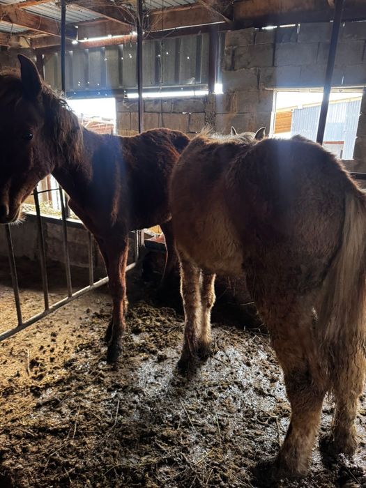 5 бас бұқа 2 бас тай сатылады