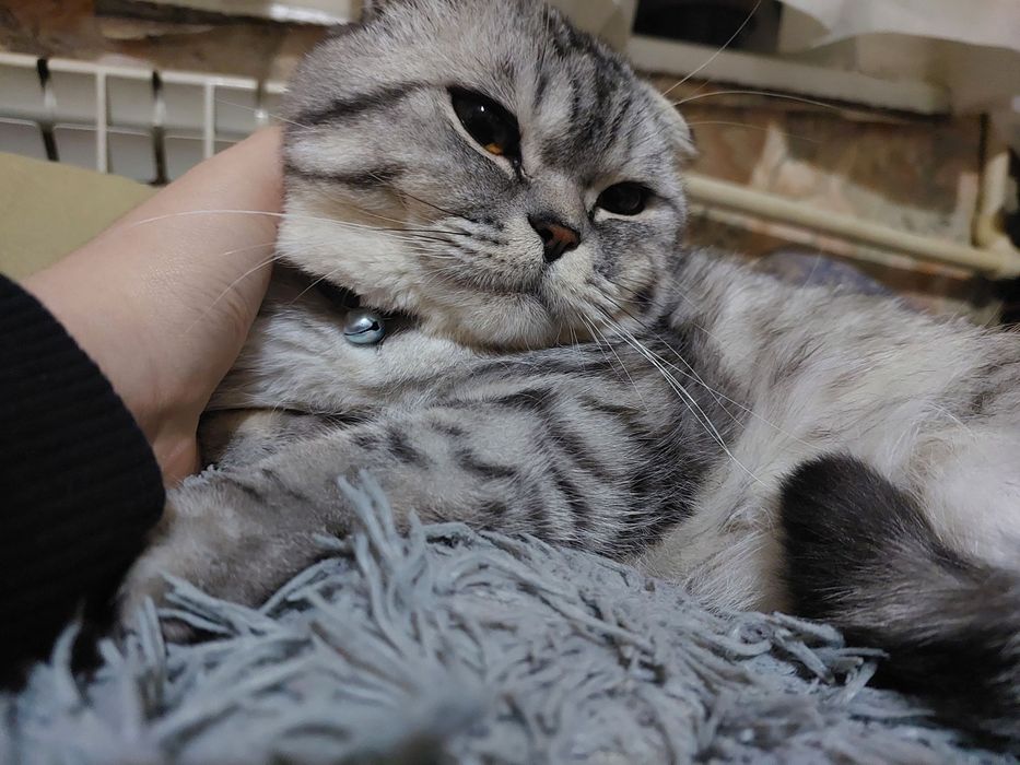 Вислоухий кот скотиш фолд