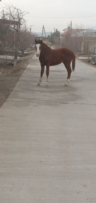 Toy sotiladi 8 oylik