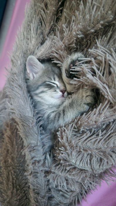 Котенок мальчик продам
