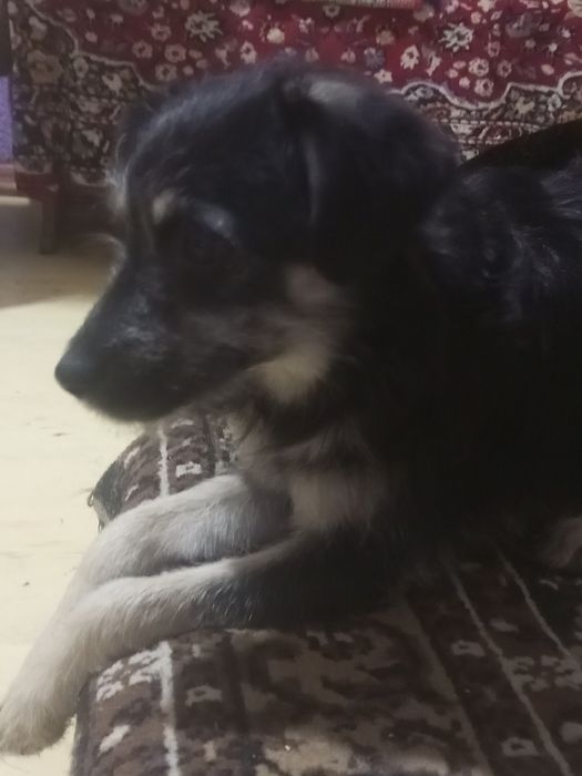 Бесплатно одаётся