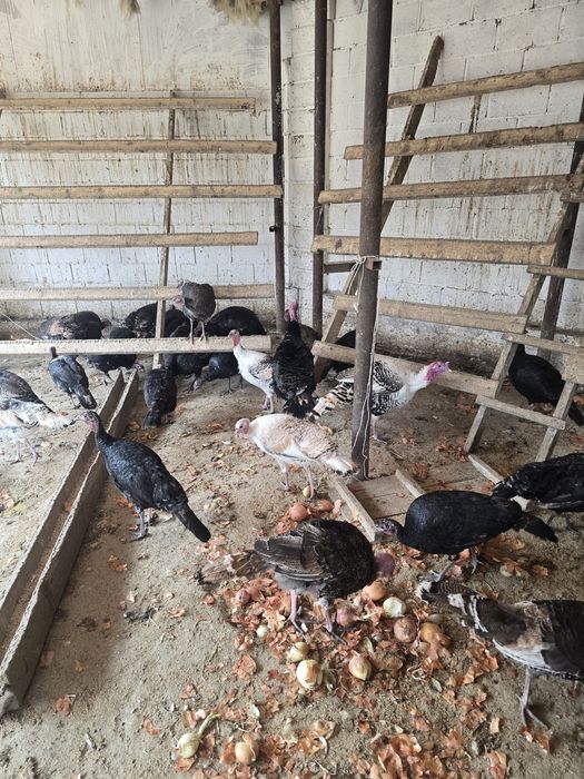 Индюк тер сатылады