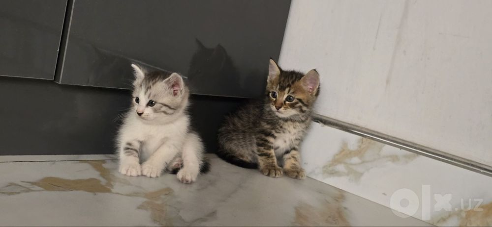 Продаётся котёнки 1 месяц &