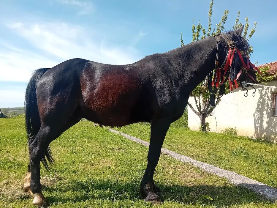 Vand cal foarte cumine