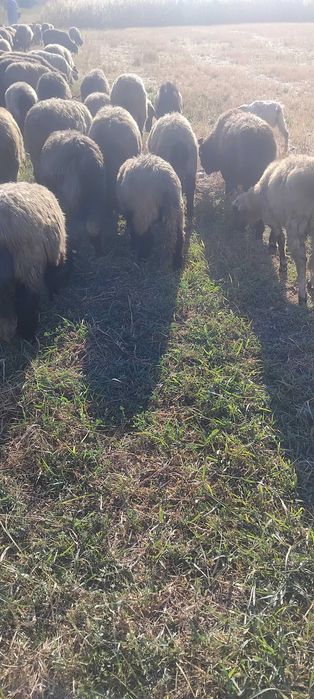 Vand 4 oi de rotisor! 600 lei bucara