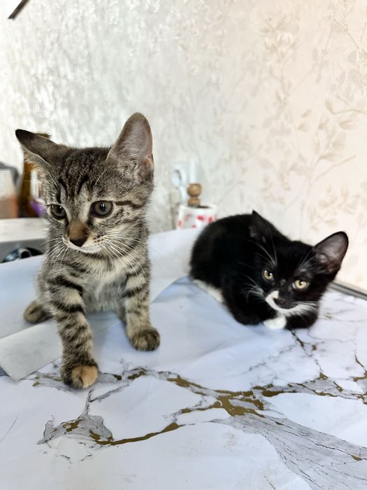 Котята в хорошие руки