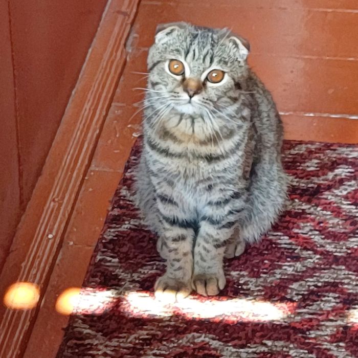 Продаётся кот Scottish Fold