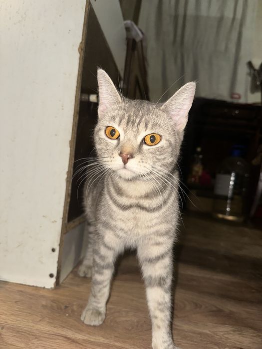 Отдам кошку в добрые руки