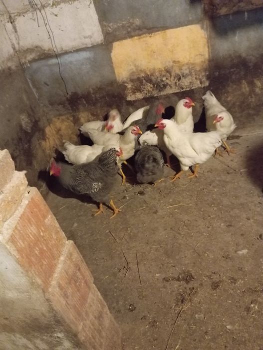 Vand cocosi playmout