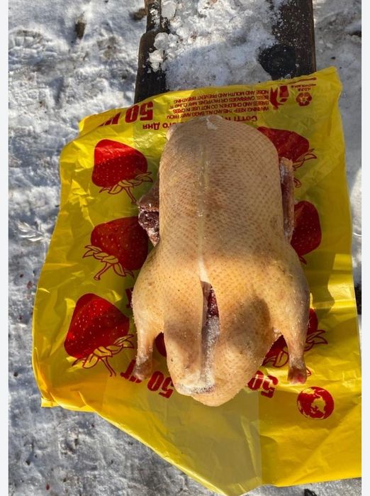 Продам гуси утки