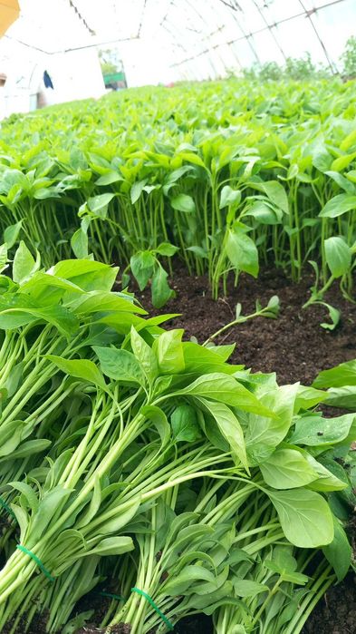 Продавам зеленчуков разсад