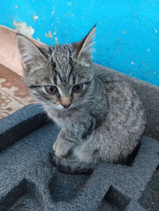 Отдам котят в добрые руки