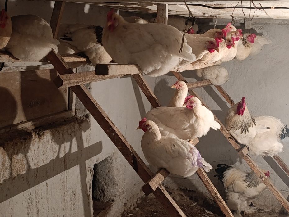 Продаю белых  кур несушек *Соня*