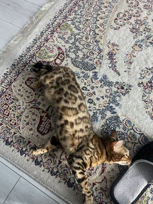 Продам кошку Бенгал