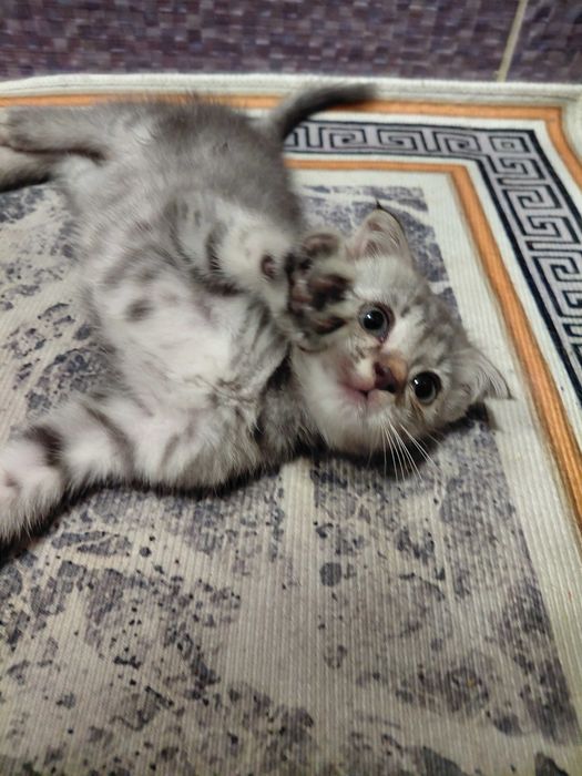 Пародистый, вислоухий котёнок
