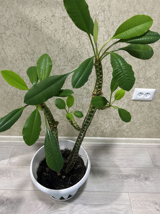 Домашний цветок