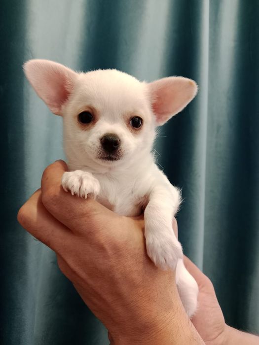 Чихуахуа мальчики 2 месяца.