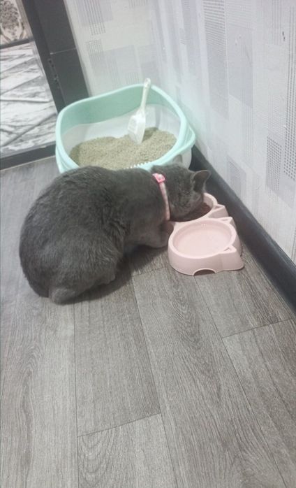 Skotish Strayt 7 oylik zotli sotiladi