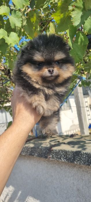 Померан мини померанче