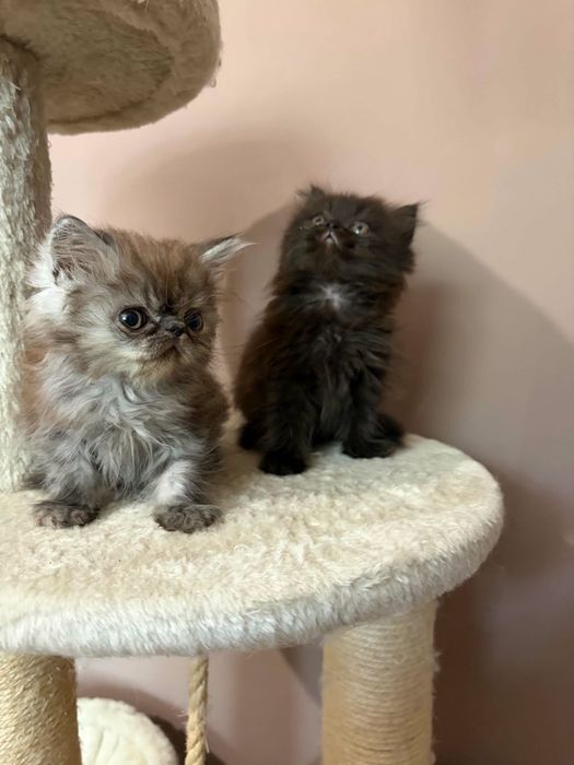 Персийски котенца