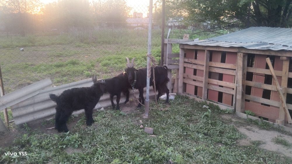 Продам 3 коз парами