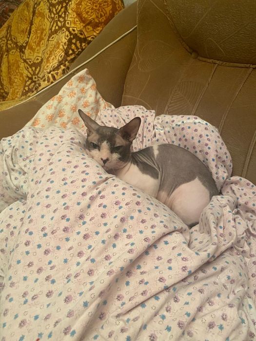 Продам кота сфинкс селекцыя Бамблби