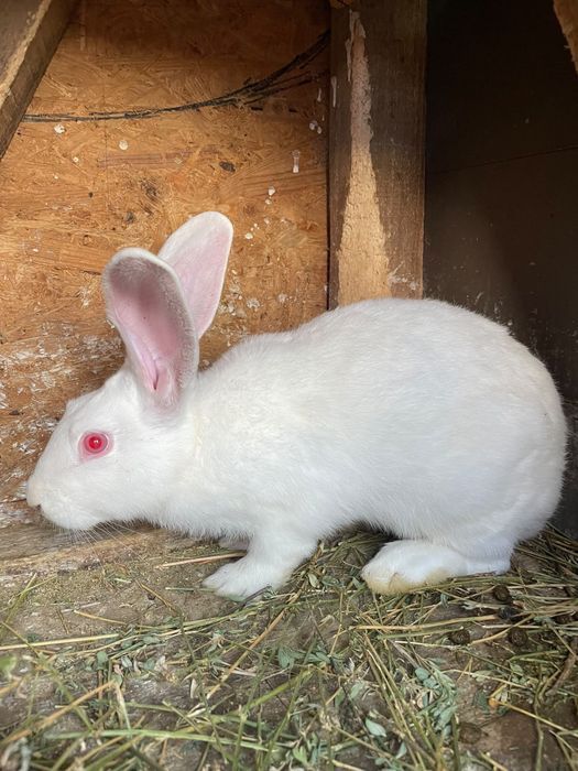 Vând tineret de 4 luni hycole francez