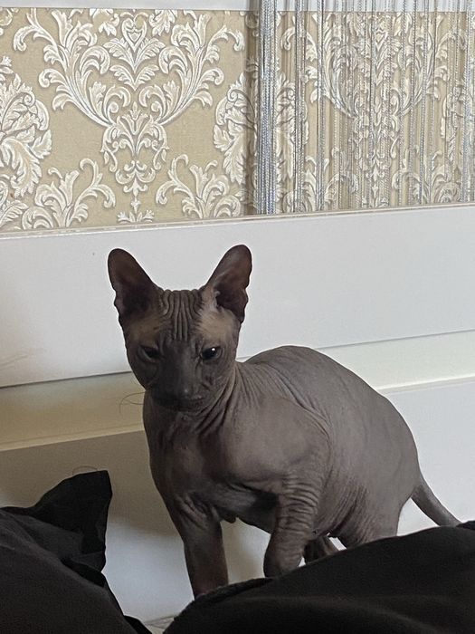 Кот сфинкс на вязку