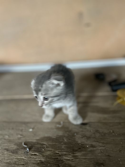 Шатланская котята девочка