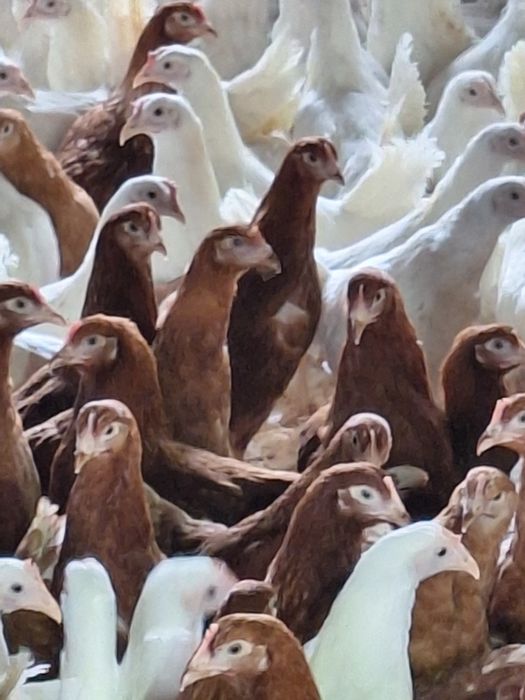 Продам курей несушки Лигорны