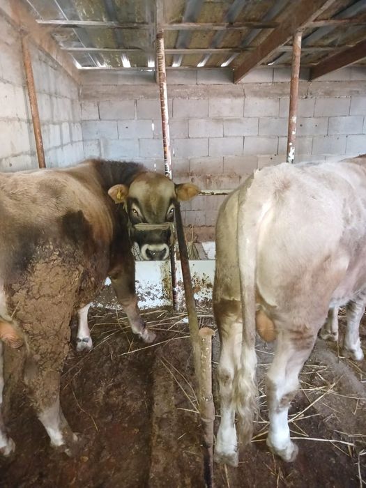 Продаются  бычки