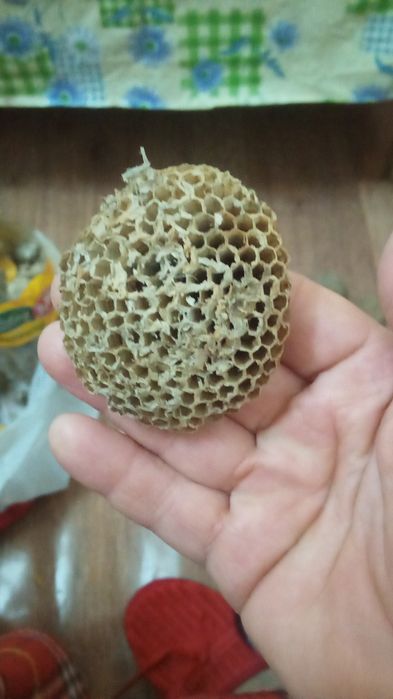 Осиное гнездо осиное