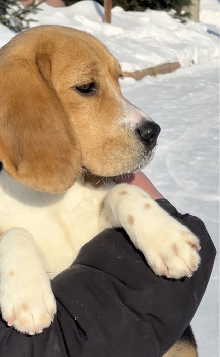 Девочка бигль, документы