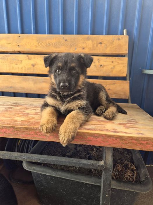 Немецкая овчарка