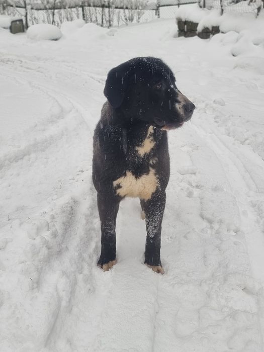 Femela asia centrala 1.2 ani