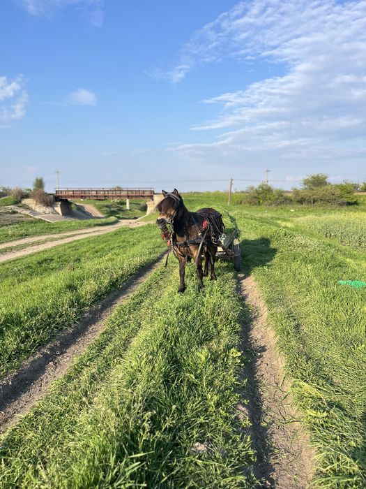 Poneiță de vînzare