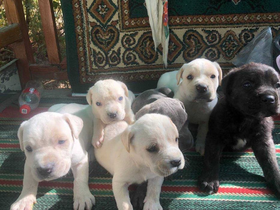 Продажа щенков итальянской породы Кане-корсо