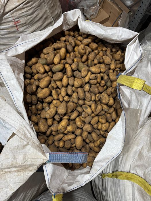 Cartofi si ceapa cls 2