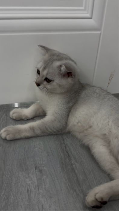 Котенок вислоухий Скотиш фолд
