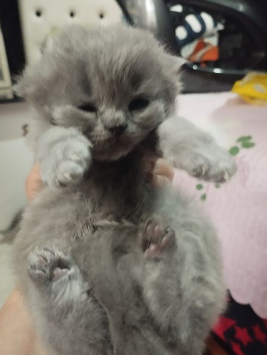 Продаются котята шатланские