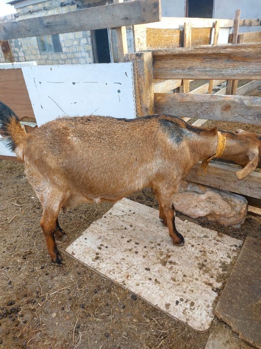 асыл тұқымды ешкілер сатылады
