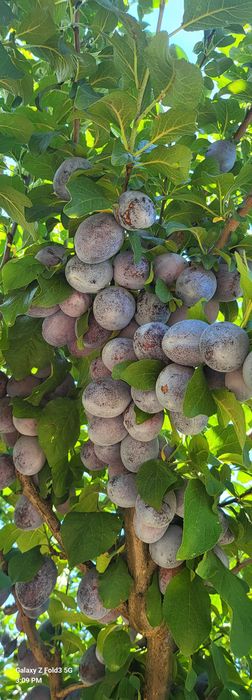 Vand prune de masa sau pentru tuica