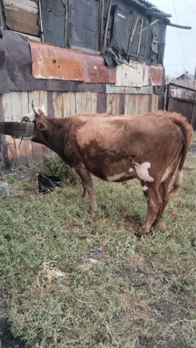 Продам корову с теленком