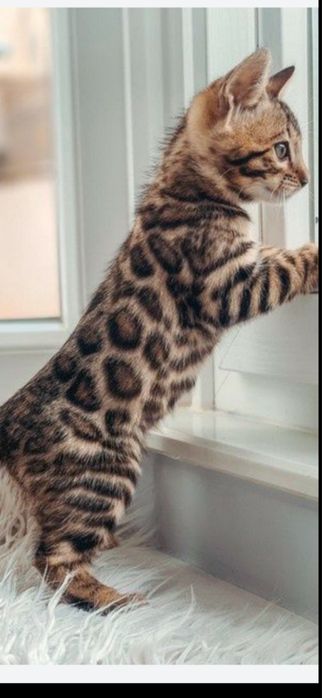 Чистокровные котята Бенгалы