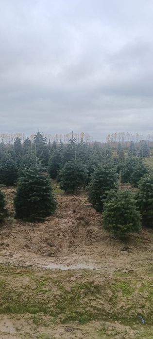 !!Oferta speciala!! Brazi naturali in București. Livrare inclusă!