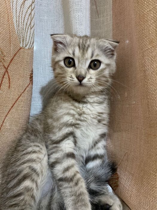 Шатлански мысық алам десеніз осы