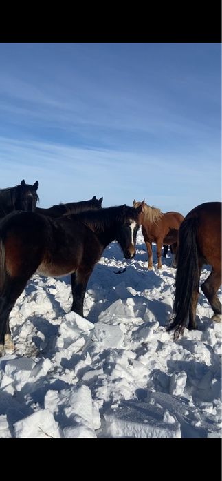 Жеребята тяжики