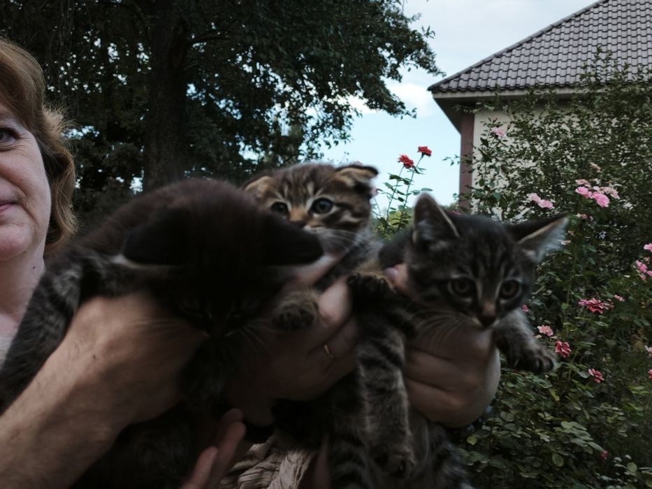 Отдам котят бесплатно