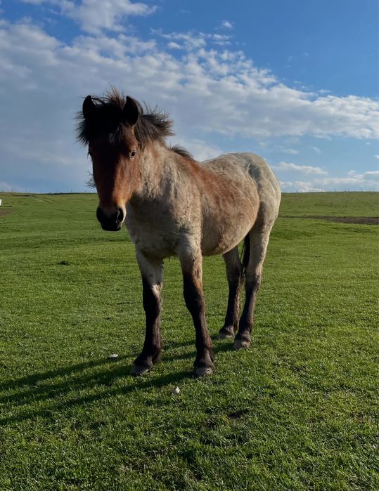 De vanzare manz deres de 11 luni!