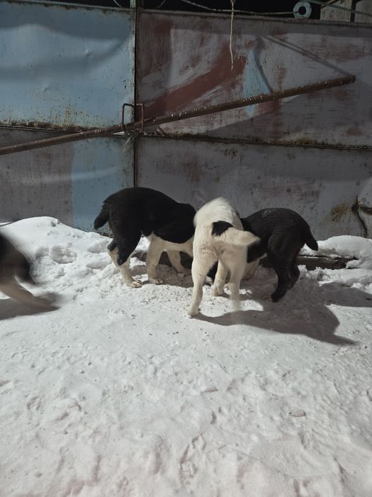 Щенки Алабая хорошые